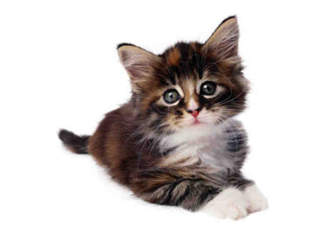 Ibis Animal Hospital - Certificate for Annual Vaccinations for a Cat