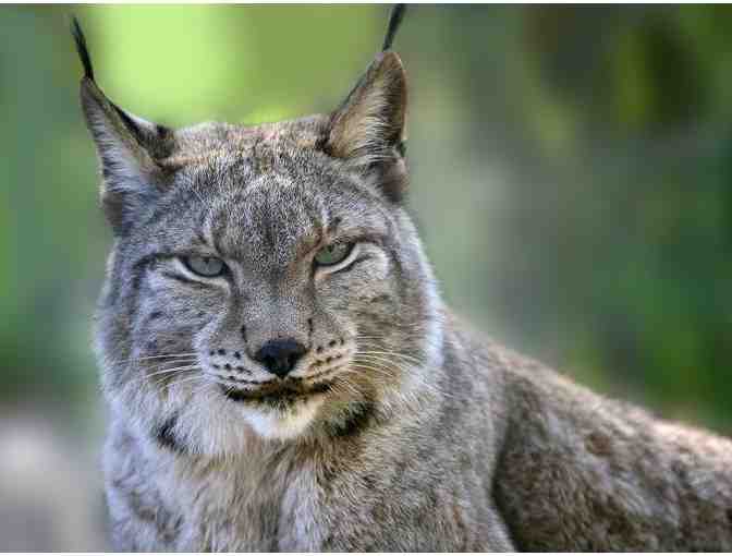 Big Cat Rescue - Four (4) Day Tour Passes