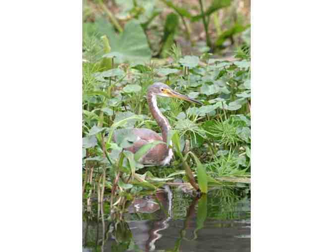 Canoe Escape, Inc. - Downstream Trip on the Hillsborough River