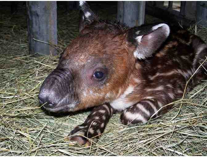 Brevard Zoo East Coast Zoological Society - Two (2) Admission Tickets