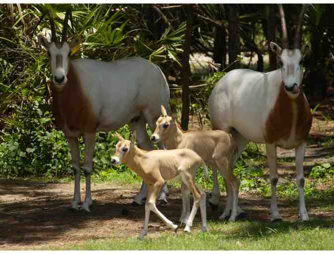 Brevard Zoo East Coast Zoological Society - Two (2) Admission Tickets