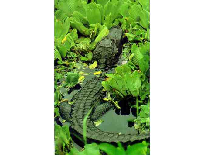 Flamingo Gardens - Two (2) Admission Passes