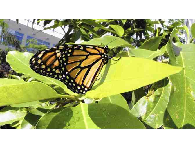 Florida Museum of Natural History - Two (2) 'Butterfly Rainforest' Tickets