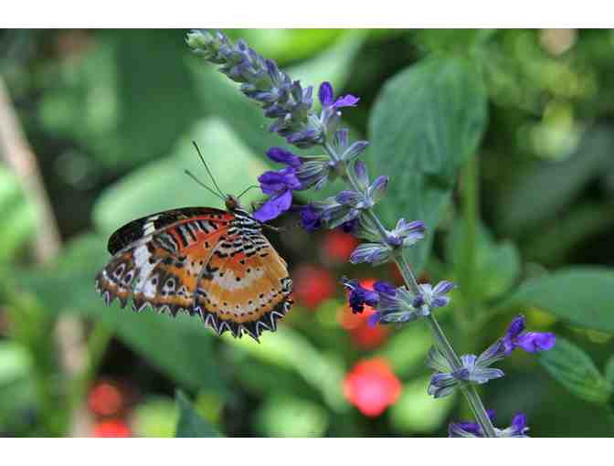 Florida Museum of Natural History - Two (2) 'Butterfly Rainforest' Tickets