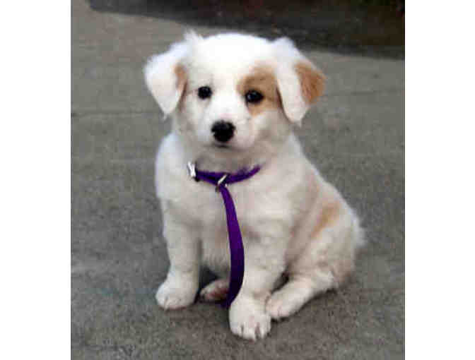 Ibis Animal Hospital - Certificate for Annual Vaccinations for a Dog