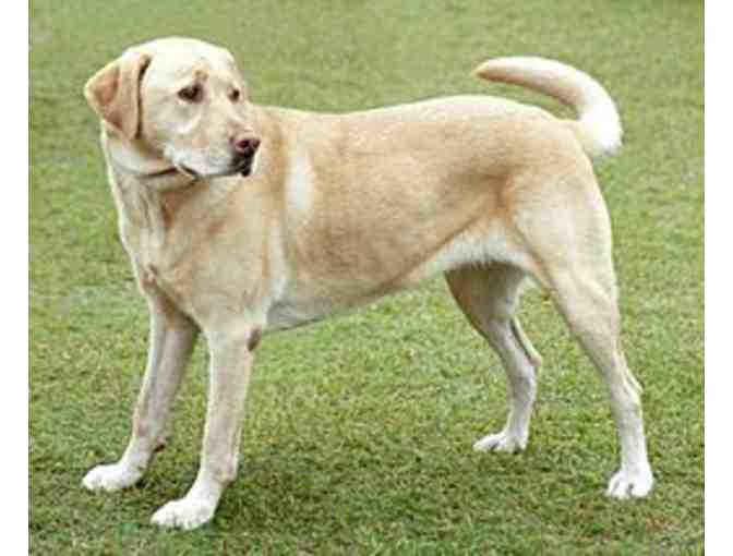 Ibis Animal Hospital - Certificate for Annual Vaccinations for a Dog