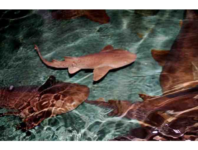 Key West Aquarium - Four (4) VIP Passes