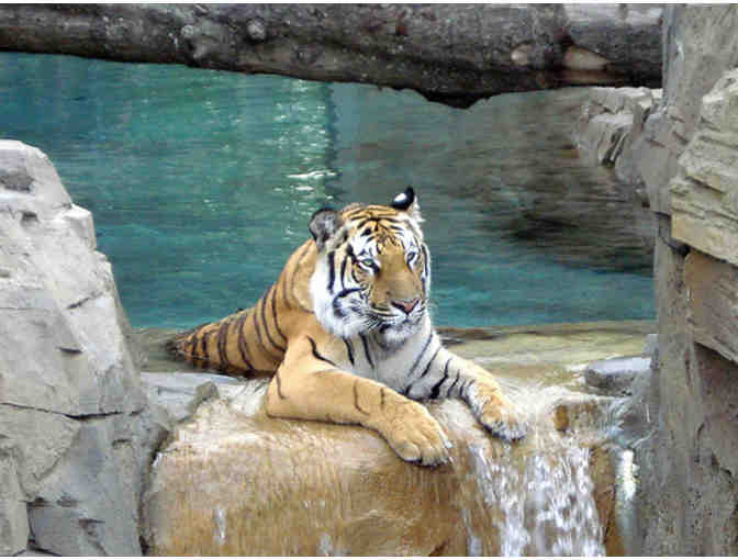 Busch Gardens - Two (2) Passes Valid for A One Day Visit!