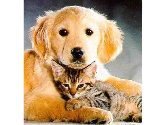 Community Animal Hospital - Vet for a Day