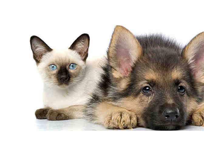 Community Animal Hospital - Vet for a Day