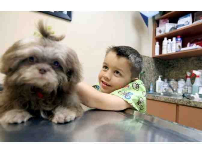 Community Animal Hospital - Vet for a Day