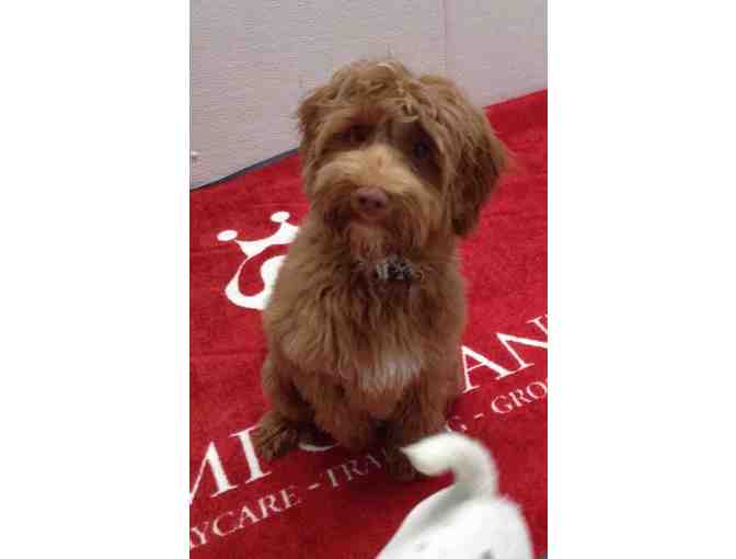 Very Important Paws - A Five Day Play Pack of Dog Daycare