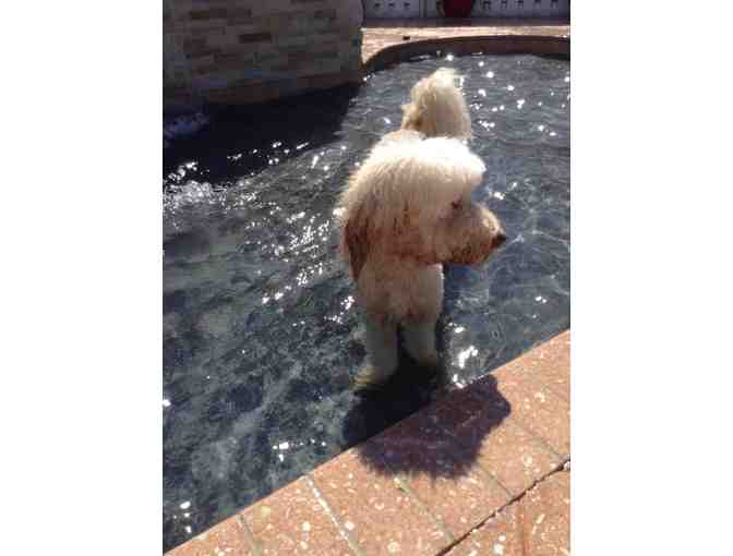 Very Important Paws - A Five Day Play Pack of Dog Daycare