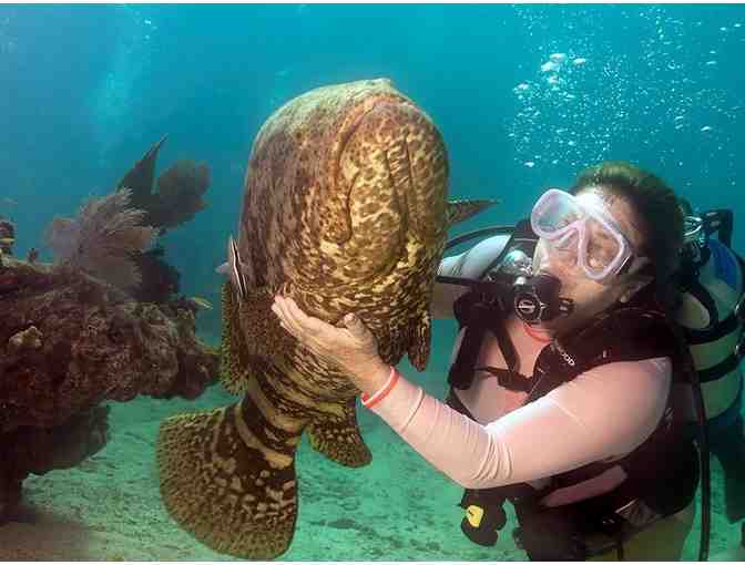 Amy Slate's Amoray Dive Resort - Key Largo, FL. - A Dive/Snorkel Trip for Two (2) - Photo 1