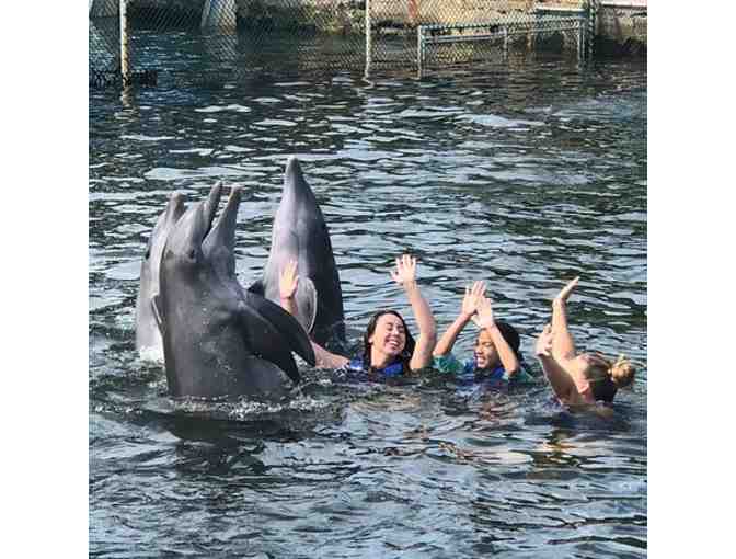 Dolphins Plus MMR - Key Largo, Fl. - An Interactive Dolphin Swim for Two (2)