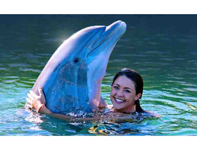 Dolphins Plus MMR - Key Largo, Fl. - An Interactive Dolphin Swim for Two (2)