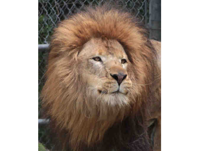 Big Cat Habitat and Gulf Coast Sanctuary - Admission for Four (4)