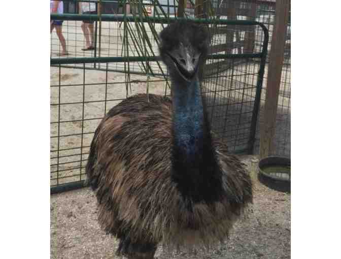 Big Cat Habitat and Gulf Coast Sanctuary - Admission for Four (4)