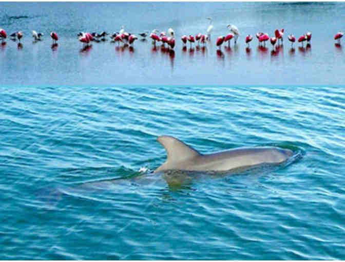 Sarasota Bay Explorers - Boarding Pass for Two (2) Guests on the Sea Life Encounter