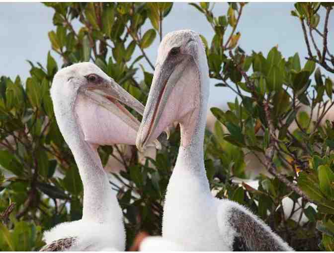 Sarasota Bay Explorers - Boarding Pass for Two (2) Guests on the Sea Life Encounter