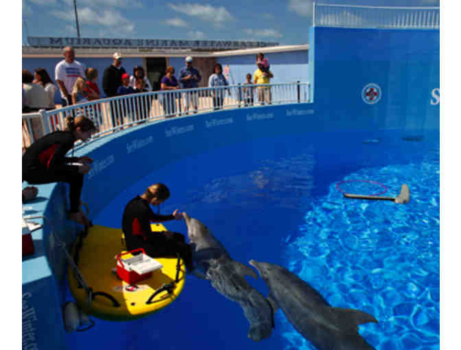 Clearwater Marine Aquarium - Four (4) Admission Tickets