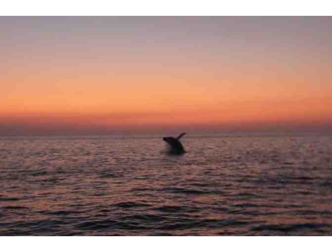 Body Glove Cruises - Certificate for Two (2)  for a Deluxe Snorkel BBQ & Dolphin Watch