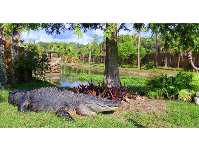 Wild Florida -  A Half-Hour Airboat Ride & Wildlife Park for Two (2) - Photo 4