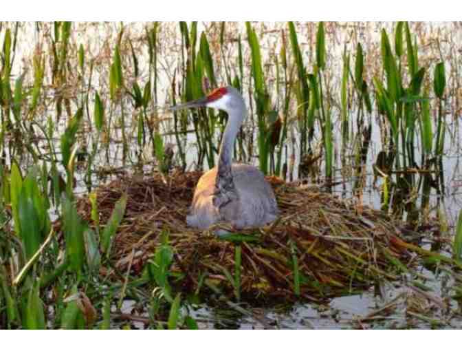Boggy Creek Airboat Adventures - Kissimmee, FL. - Four (4) Tickets - Photo 3