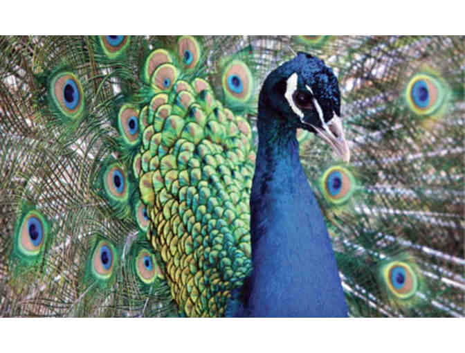 Calusa Nature Center & Planetarium - A One Year Family Membership