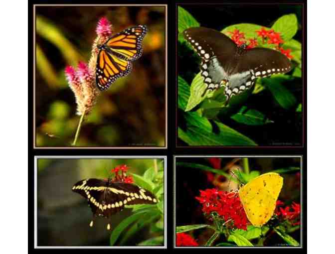 Calusa Nature Center & Planetarium - A One Year Family Membership