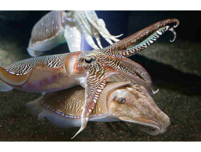 Georgia Aquarium at Pemberton Place - Two (2) Admission Tickets