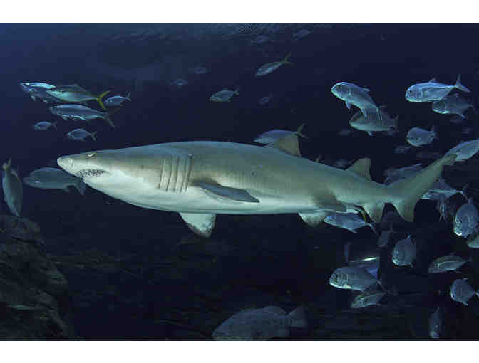 Georgia Aquarium at Pemberton Place - Two (2) Admission Tickets