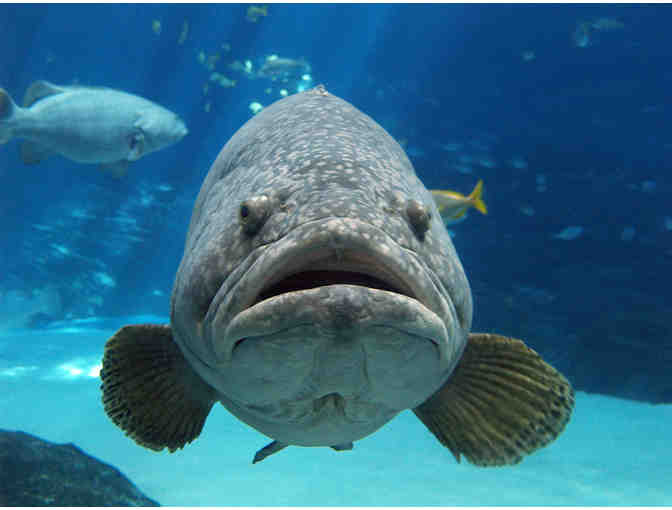 Georgia Aquarium at Pemberton Place - Two (2) Admission Tickets