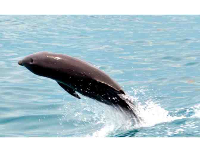 Key Largo Princess Glass Bottom Boat - Four (4) Admission Tickets