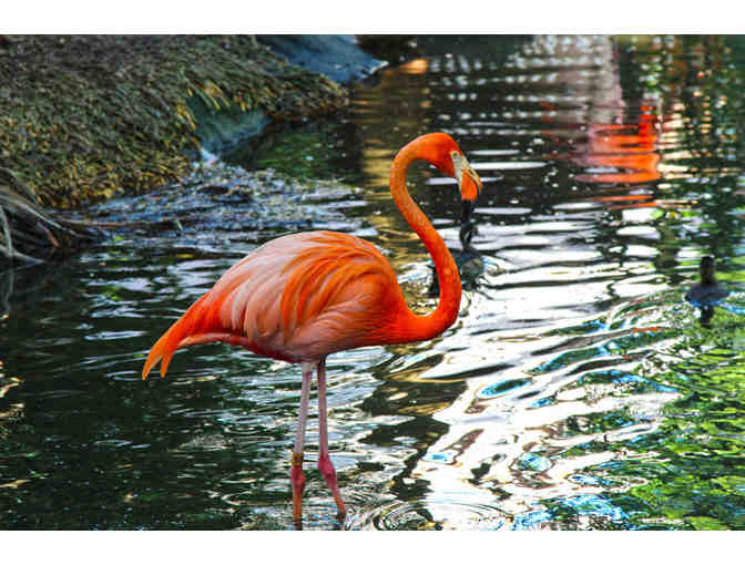 Palm Beach Zoo & Conservation Society - A Family 4-Pack of Tickets