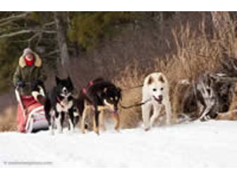 White Wilderness Sled Dog Adventure