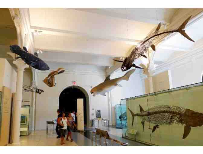 The American Museum of Natural History - Package for 4