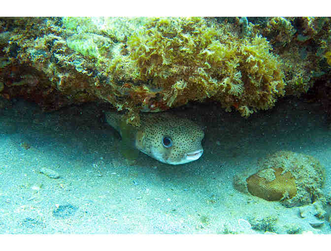 7 Nights - Palm Island The Grenadines