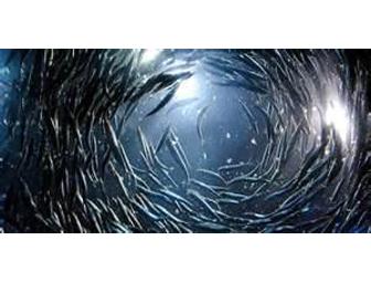 Aquarium of the Bay: Four Passes