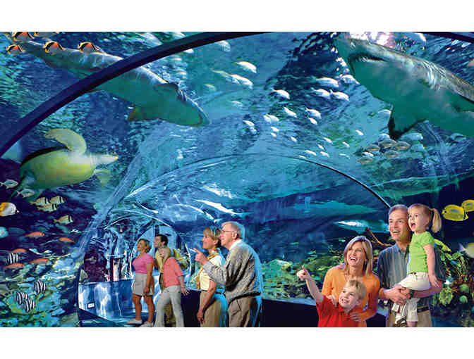 Ripley's Aquarium of the Smokies for Two