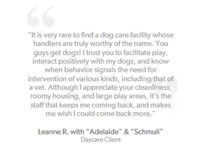 Doggy Daycare with Citizen Canine!