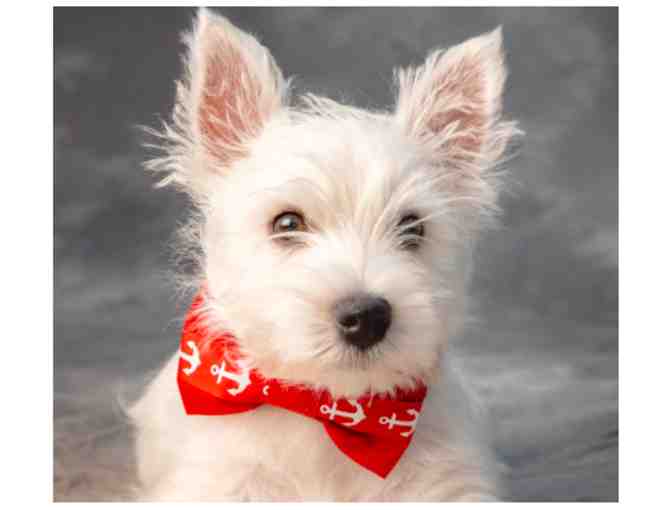 Salty Dog Party Collection donated by Properly Posh Pets