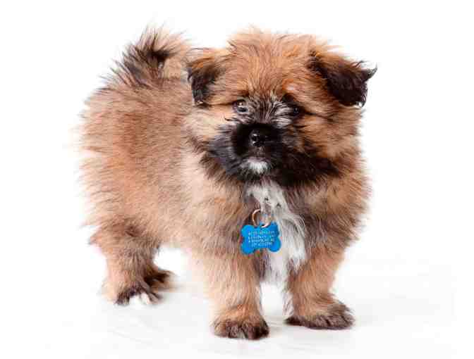 Pet Portrait Session with Robert Akers Photography