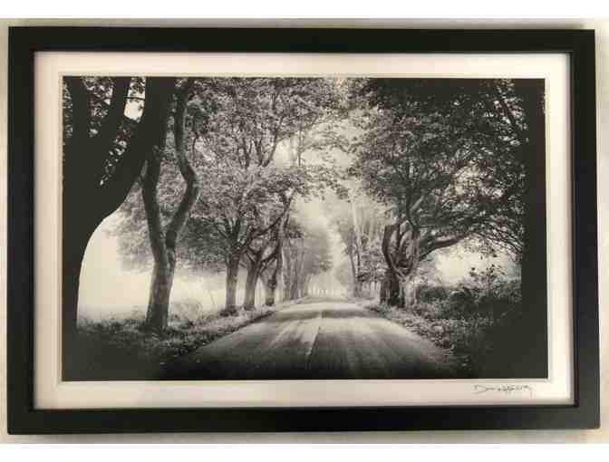 'The Trees of Parsons Road' print by Phosart Photography