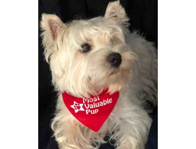 Patriots themed pet accessories from Properly Posh Pets