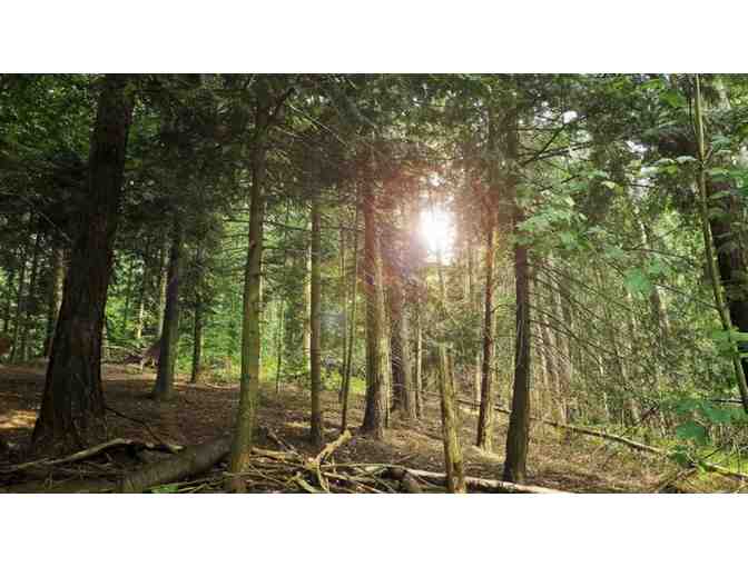 Guided Tree Identification for four through the Arundel Conservation Trust