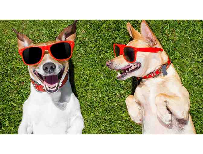 $150 Gift Certificate to Angelus Urgent Veterinary Care