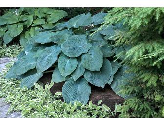 PLANTS - HOSTAS - Group of 6