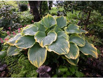 PLANTS - HOSTAS - Group of 6