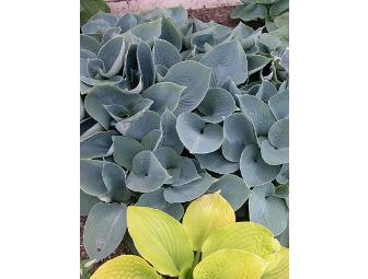 PLANTS - HOSTAS - Variety of 6